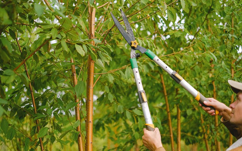 Tree trimming in Tuxedo Park, NY